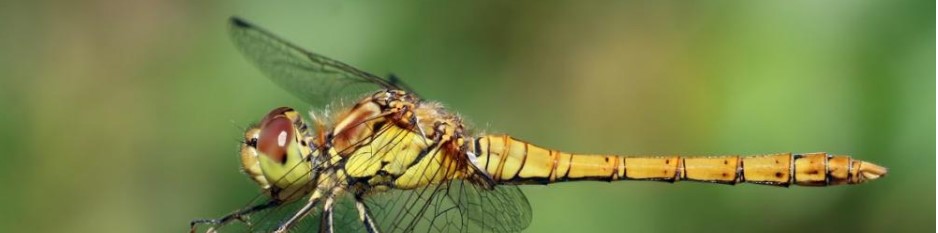 Does a dragonfly weigh more than your soul?